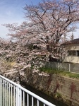 るぱ桜.JPG