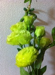 IMG_4920.jpg